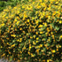 Hypericum x hidcoteense Hidcote - Future Forests