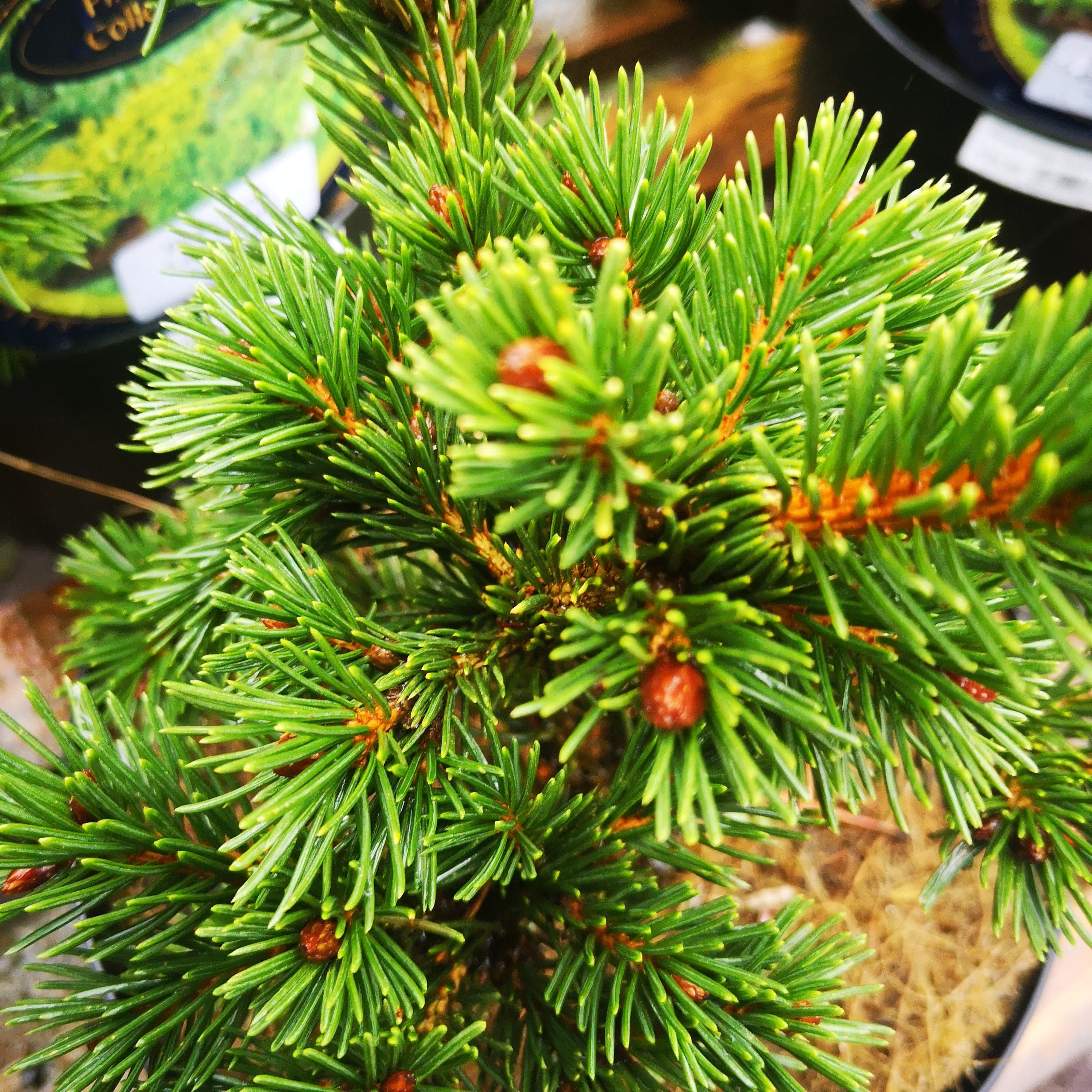 Picea pungens Lucky Strike