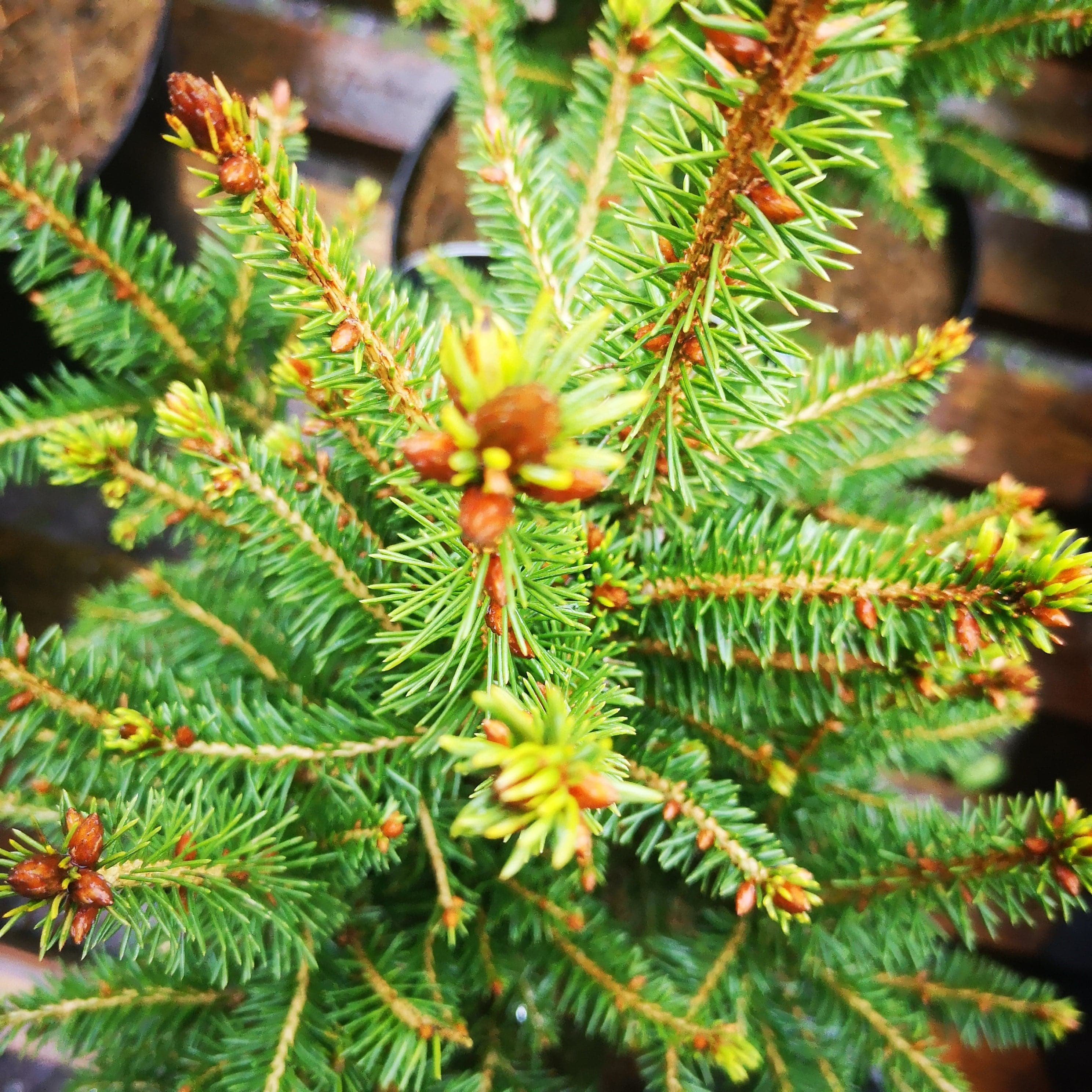 Picea abies Remontii