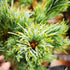 Pinus parviflora Bergman