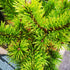 Pinus mugo Mumpitz