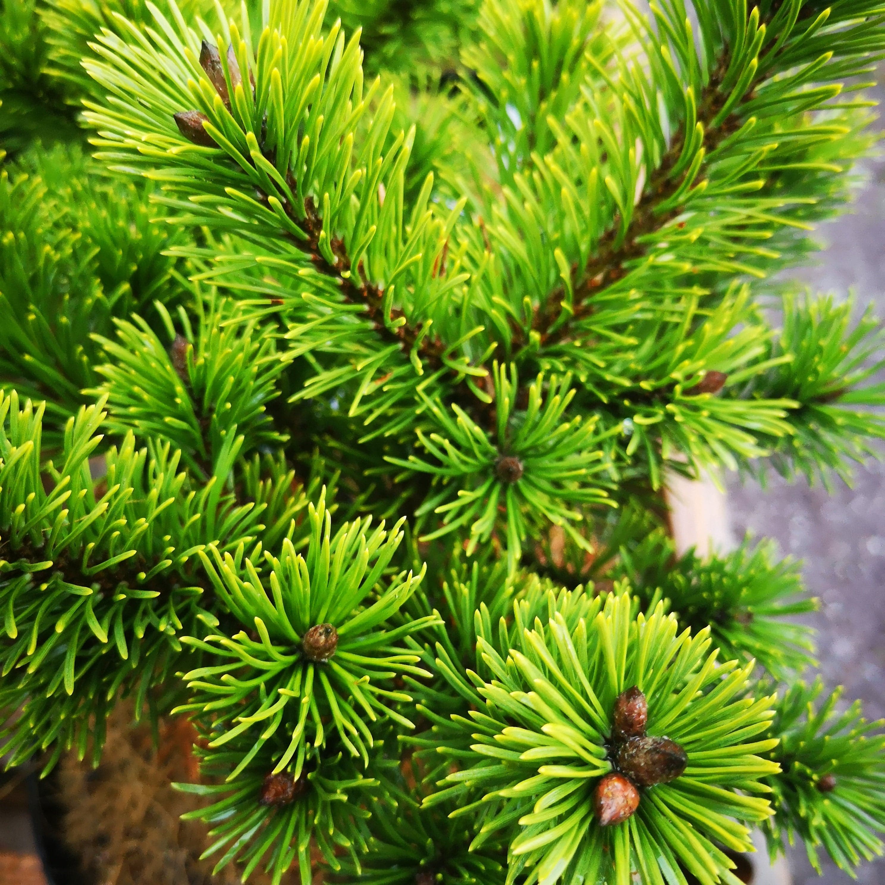 Pinus mugo Mumpitz