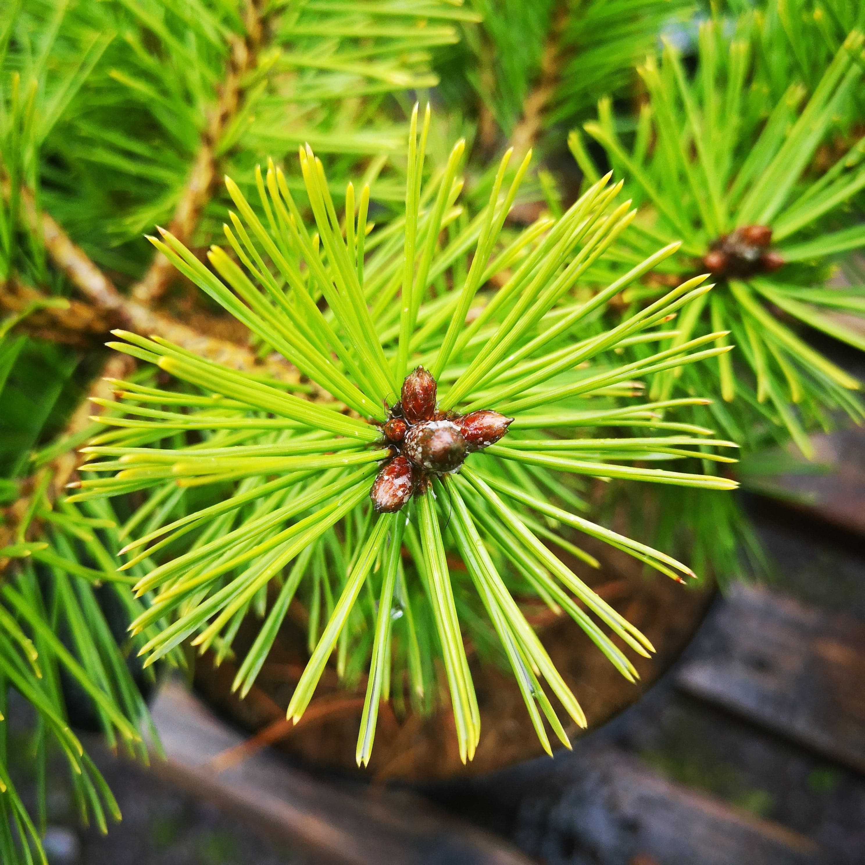 Pinus x densi-thunbergii Jane Kluis