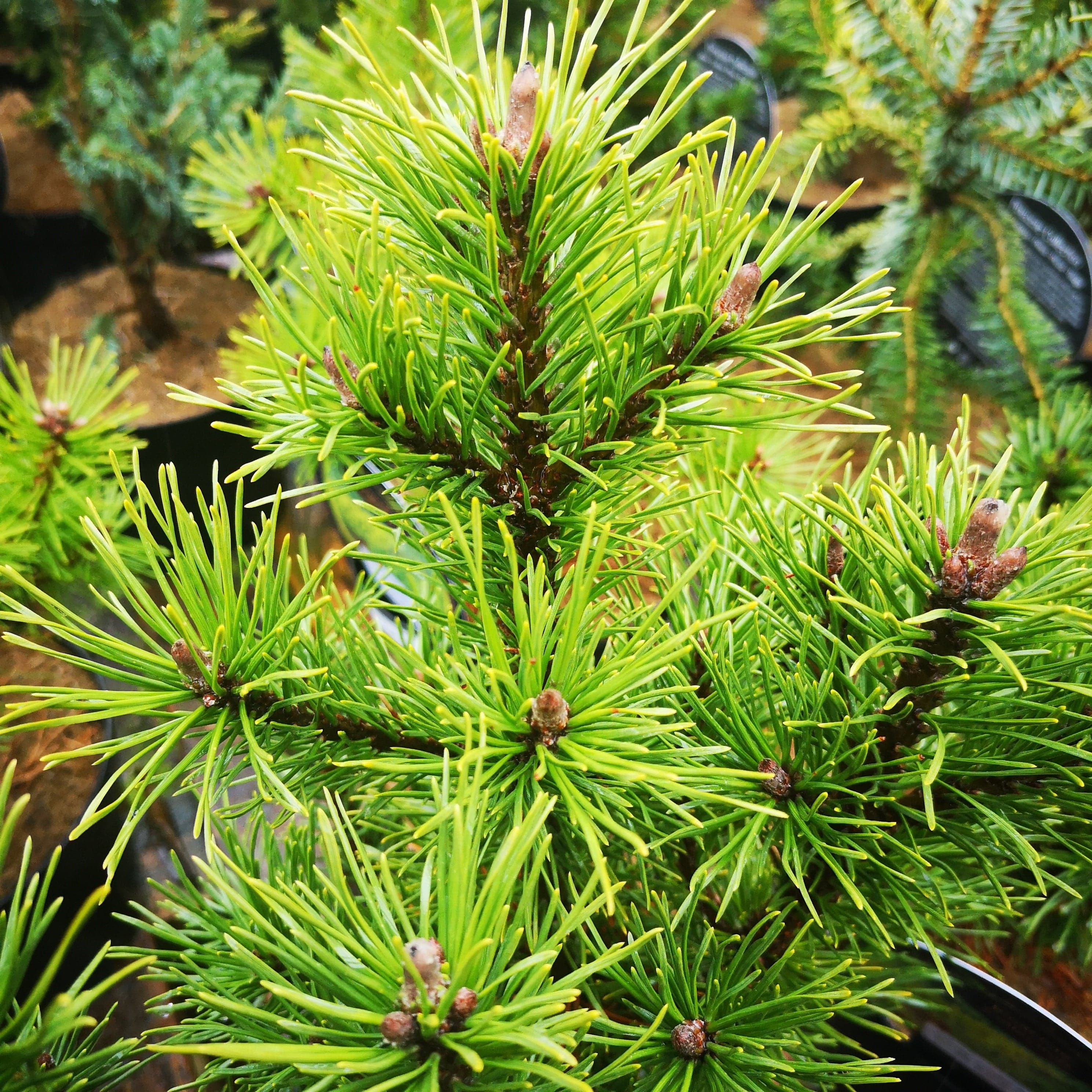 Pinus mugo Arpad