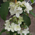 Viburnum plicatum Kilimanjaro Sunrise