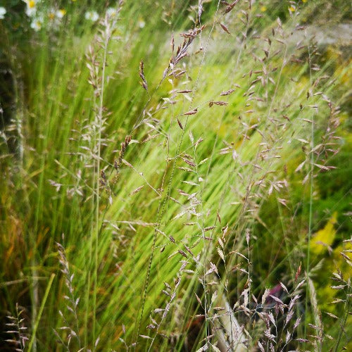 Festuca glauca Sunrise