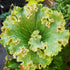 Farfugium japonicum Wavy Gravy