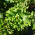 Farfugium japonicum Wavy Gravy