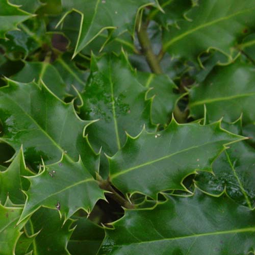 Ilex aquifolium - Holly - Future Forests