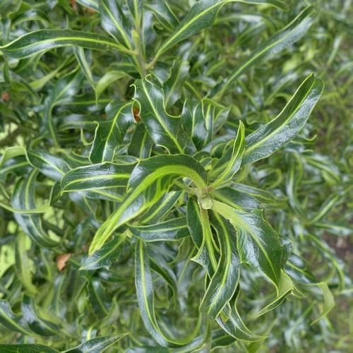 Ilex aquifolium Lichtenthalii - Future Forests