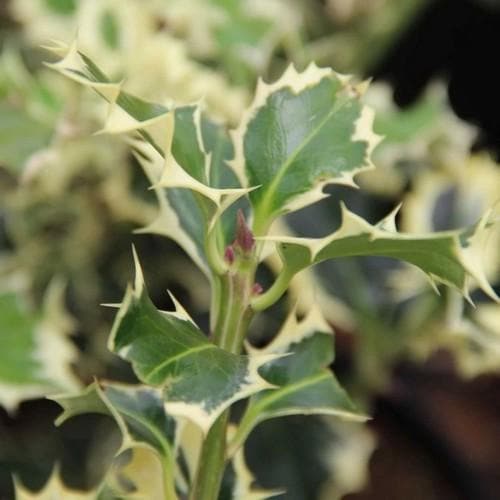 Ilex aquifolium Silver Queen - Future Forests