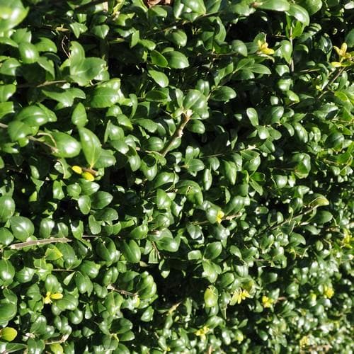 File:Japanese Holly Plants Growing In New Jersey In, 59% OFF