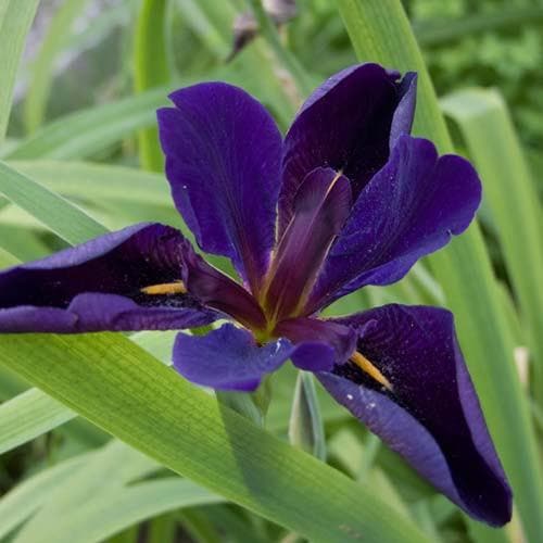 Iris louisiana ‘Black Gamecock’ - Future Forests