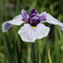 Iris ensata - Future Forests
