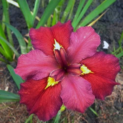 Iris louisiana ‘Ann Chowning’ - Future Forests