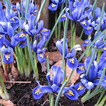 Iris reticulata Harmony – Future Forests