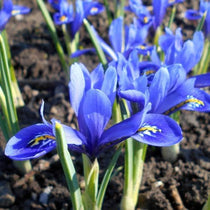 Iris reticulata Harmony – Future Forests