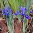 Iris reticulata Harmony - Future Forests