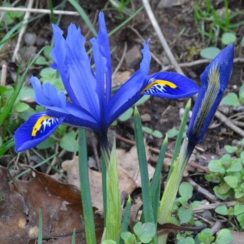 Iris reticulata Harmony - Future Forests