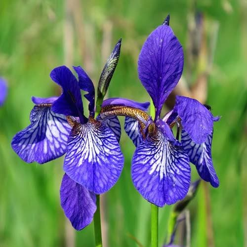 Iris sibirica - Future Forests