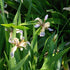 Iris foetidissima AGM - Future Forests