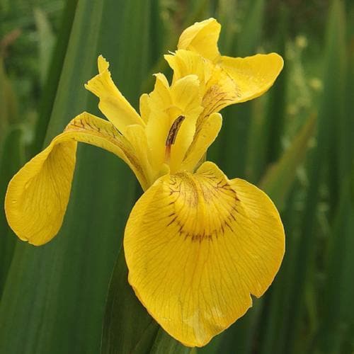 Iris pseudacorus - Future Forests