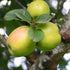 Apple Irish Pitcher