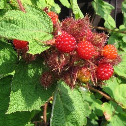 Japanese Wineberry - Rubus phoenicolasius - Future Forests