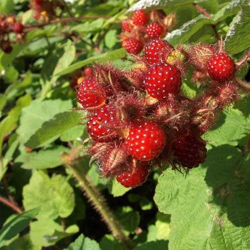 Japanese Wineberry - Rubus phoenicolasius - Future Forests