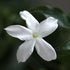 Jasminum officianale - Future Forests