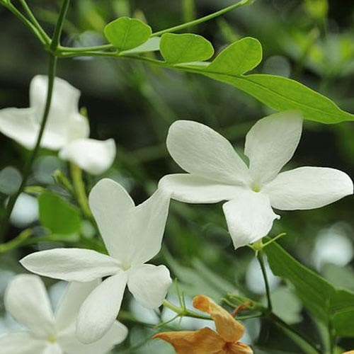 Jasminum officianale - Future Forests