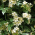 Jasminum officianale 'Clotted Cream' - Future Forests