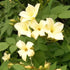 Jasminum officianale 'Clotted Cream' - Future Forests