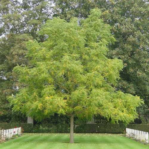 Juglans nigra - Black Walnut - Future Forests