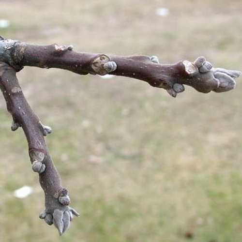 Juglans nigra - Black Walnut - Future Forests