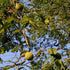 Juglans nigra - Black Walnut - Future Forests