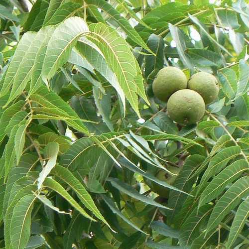 Juglans nigra - Black Walnut - Future Forests