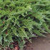 Juniperus communis Repanda - Future Forests