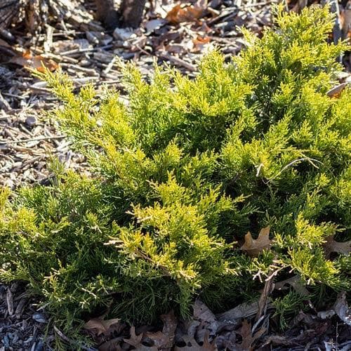 Juniperus x pfitzeriana Old Gold - Future Forests