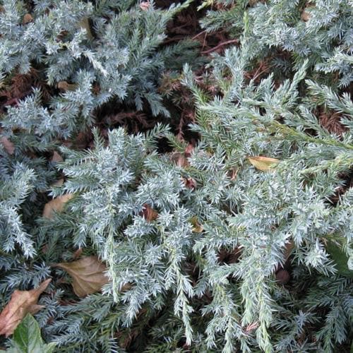 Juniperus squamata Blue Carpet - Future Forests