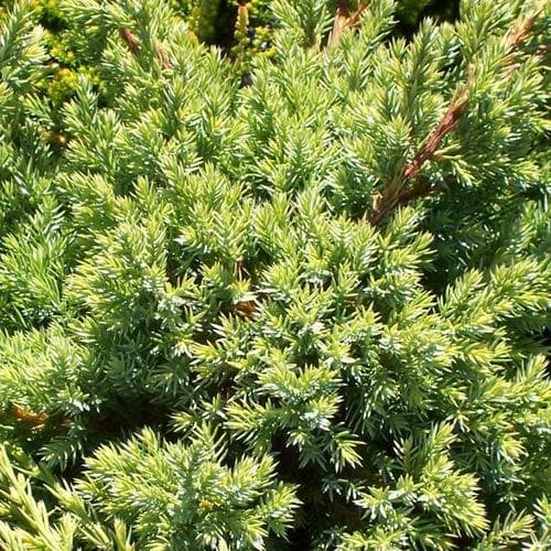 Juniperus squamata Holger - Future Forests