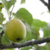 Apple Kerry Pippin - Future Forests