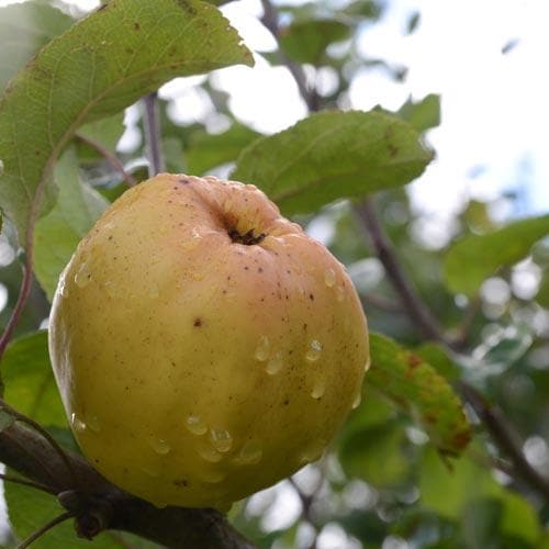 Apple Keswick Codlin - Future Forests
