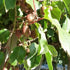 Kiwi - Actinidia arguta Ananasnaya - female