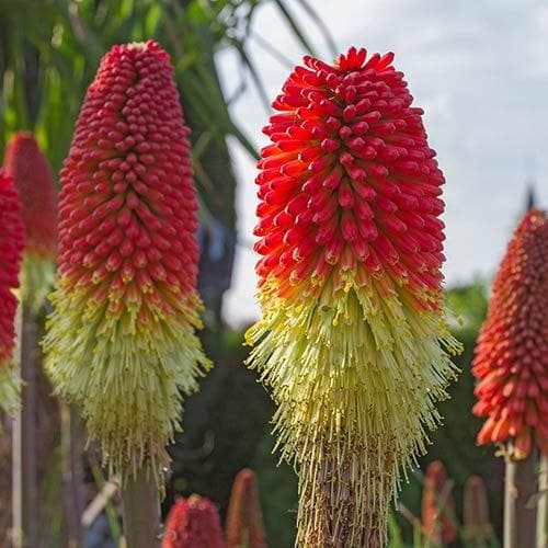 Kniphofia Papaya Popsicle Future Forests kniphofia-papaya-popsicle-future-forests