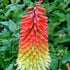 Kniphofia uvaria Royal Castle