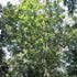 Koelreuteria bipinnata - Chinese Flame Tree - Future Forests