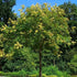 Koelreuteria paniculata - Pride of India - Future Forests