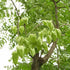 Koelreuteria paniculata - Pride of India - Future Forests