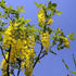 Laburnum x watereri Vossii - Golden Rain Tree - Future Forests
